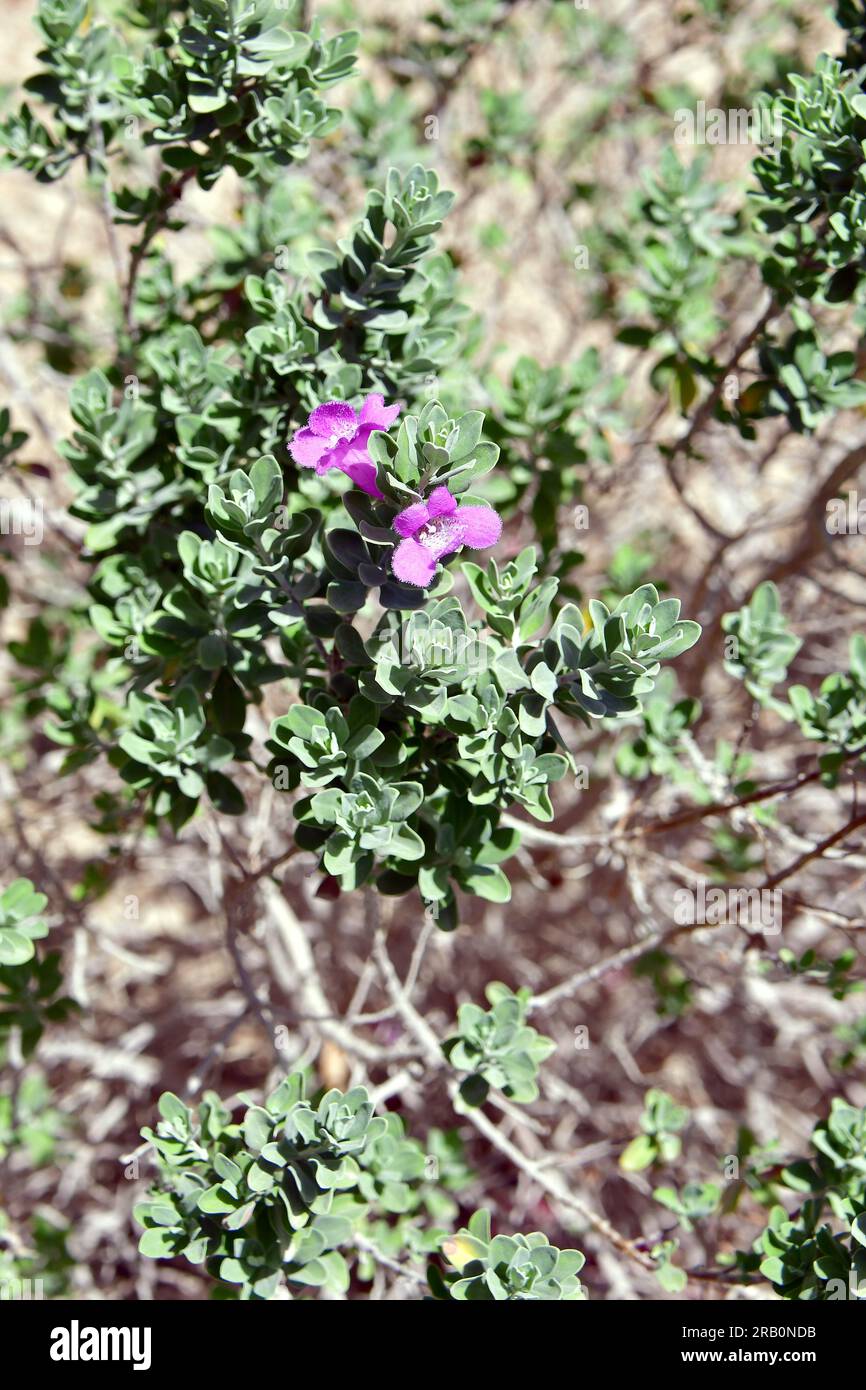 Texas sage, Texas Ranger, Texas rain sage, Leucophyllum frutescens, Death Valley National Park, California, USA, North America Stock Photo