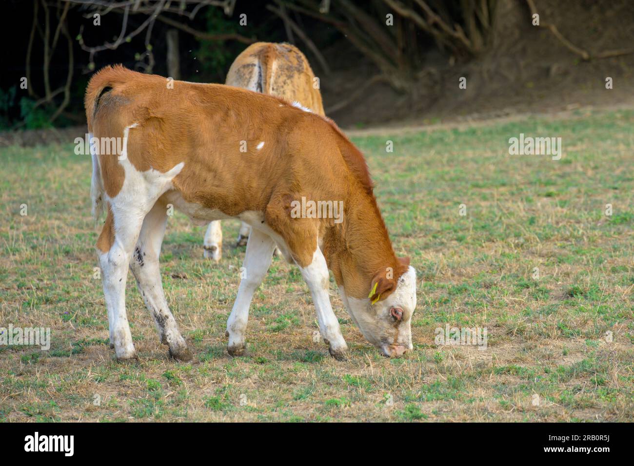 Cow pasture with calves and mother cows Stock Photo - Alamy