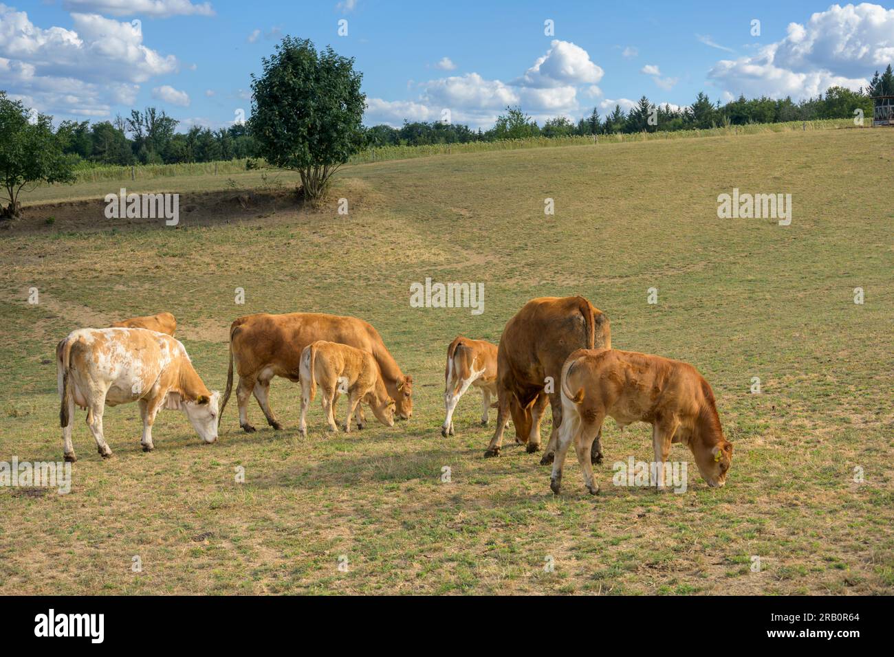 Cow Pasture With Calves And Mother Cows Stock Photo Alamy