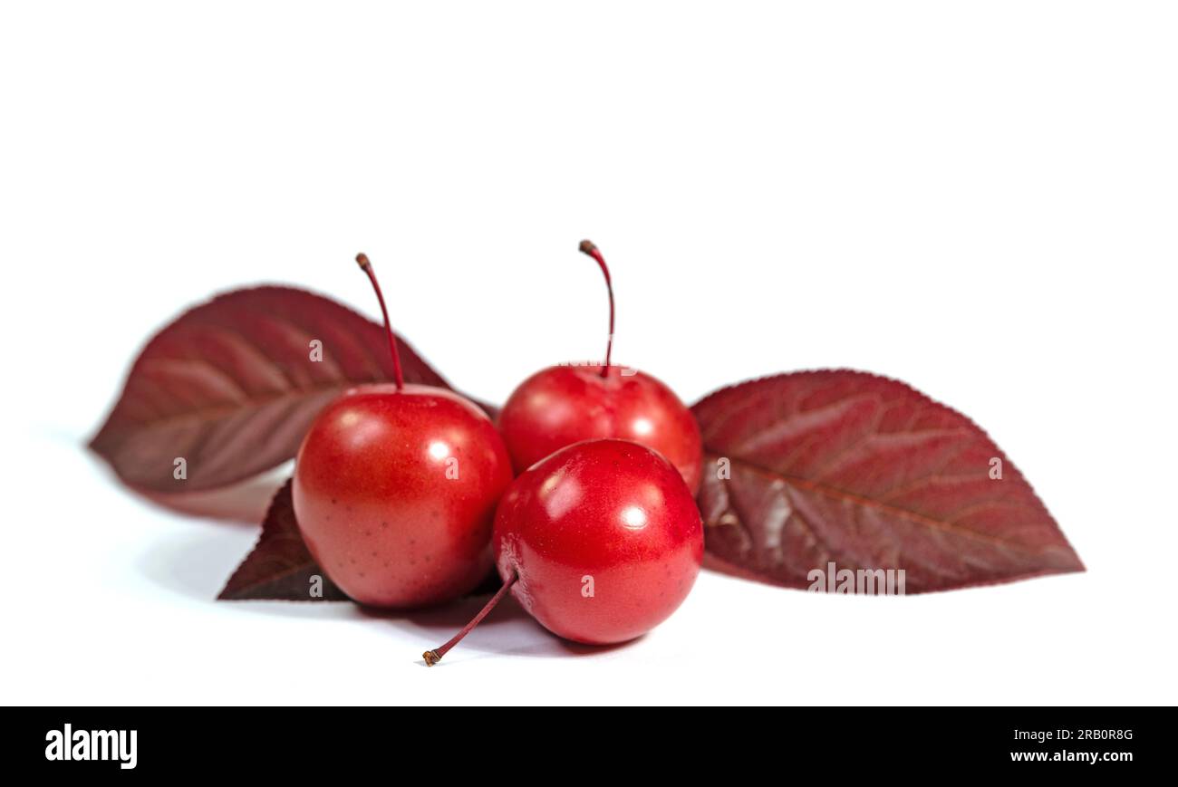 Cherry plums, Prunus cerasifera, against white background Stock Photo
