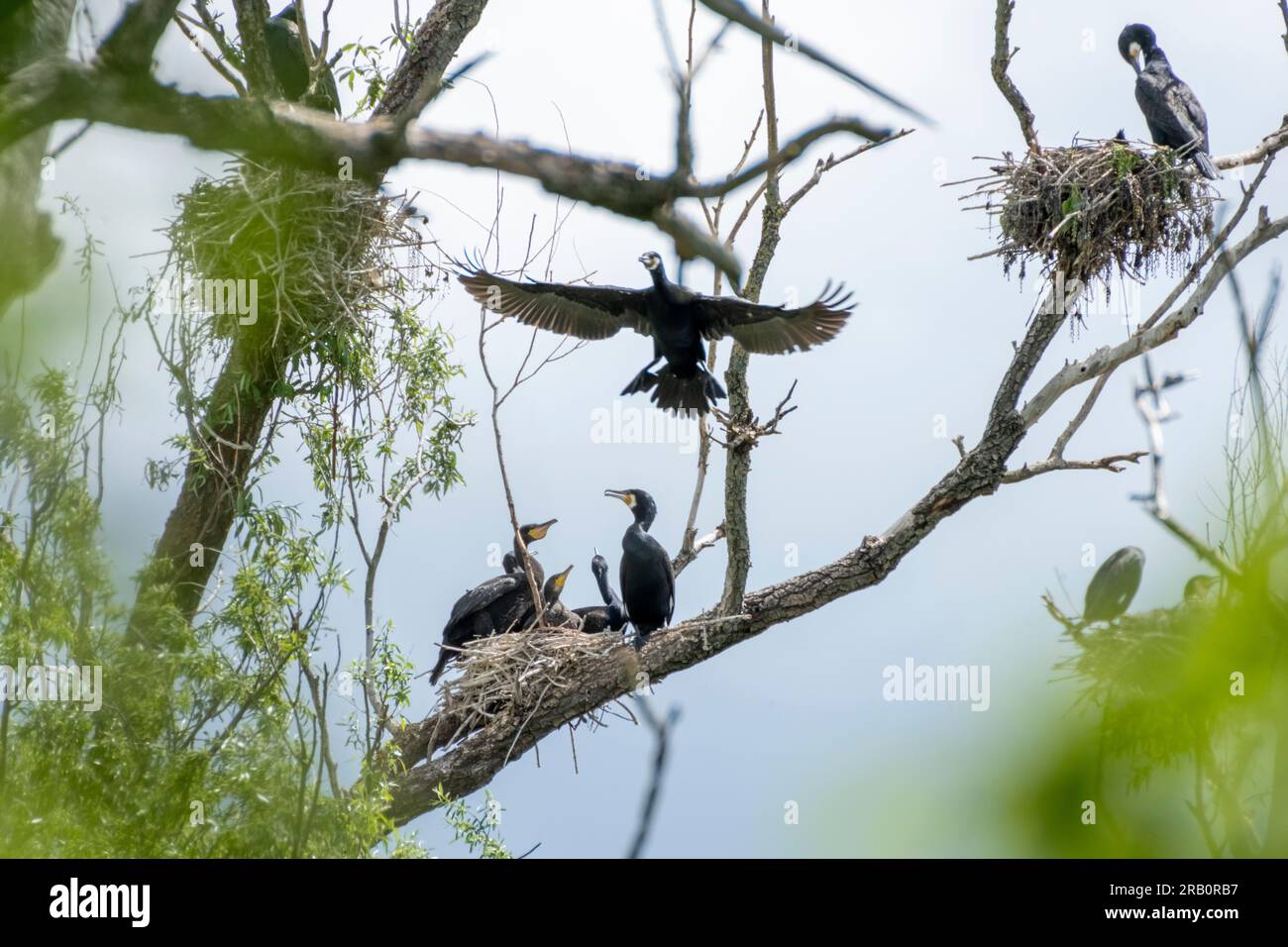 Cormorants (Phalacrocorax carbo)with nests Stock Photo - Alamy