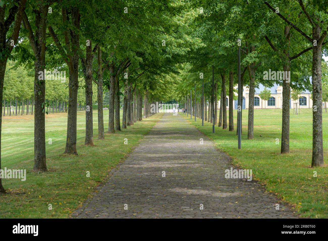 Germany, Baden-Wuerttemberg, Rastatt, Baumallee near the riding hall Stock Photo