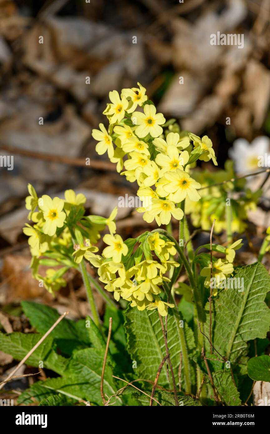 Primrose (Primula veris) Plant species of the genus Primula (Primula). Stock Photo