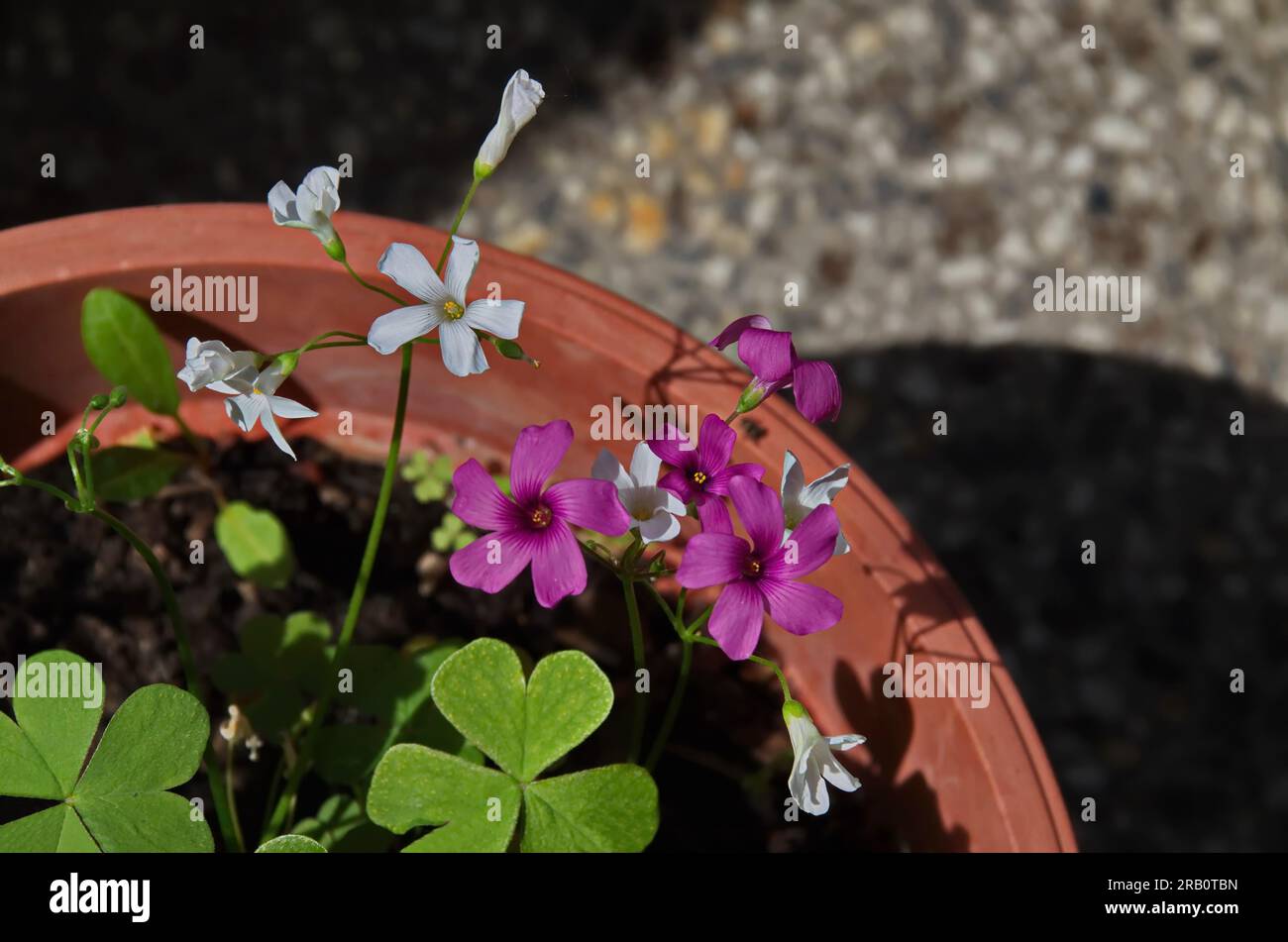 Close-up of Oxalis articulata blooming with white and pink flowers, Sofia, Bulgaria Stock Photo