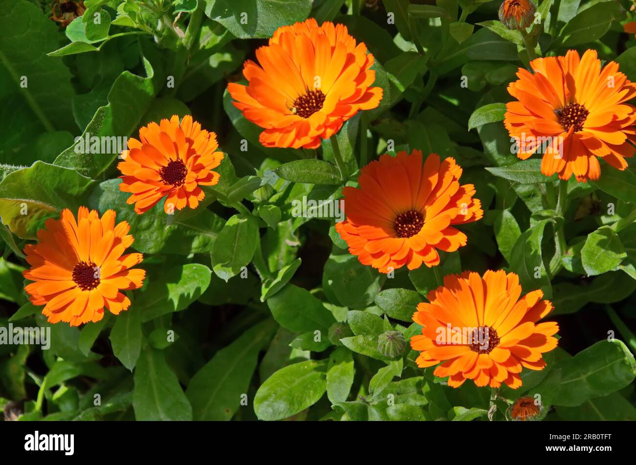 Beautiful orange marigold flower in the garden, Sofia, Bulgaria Stock Photo