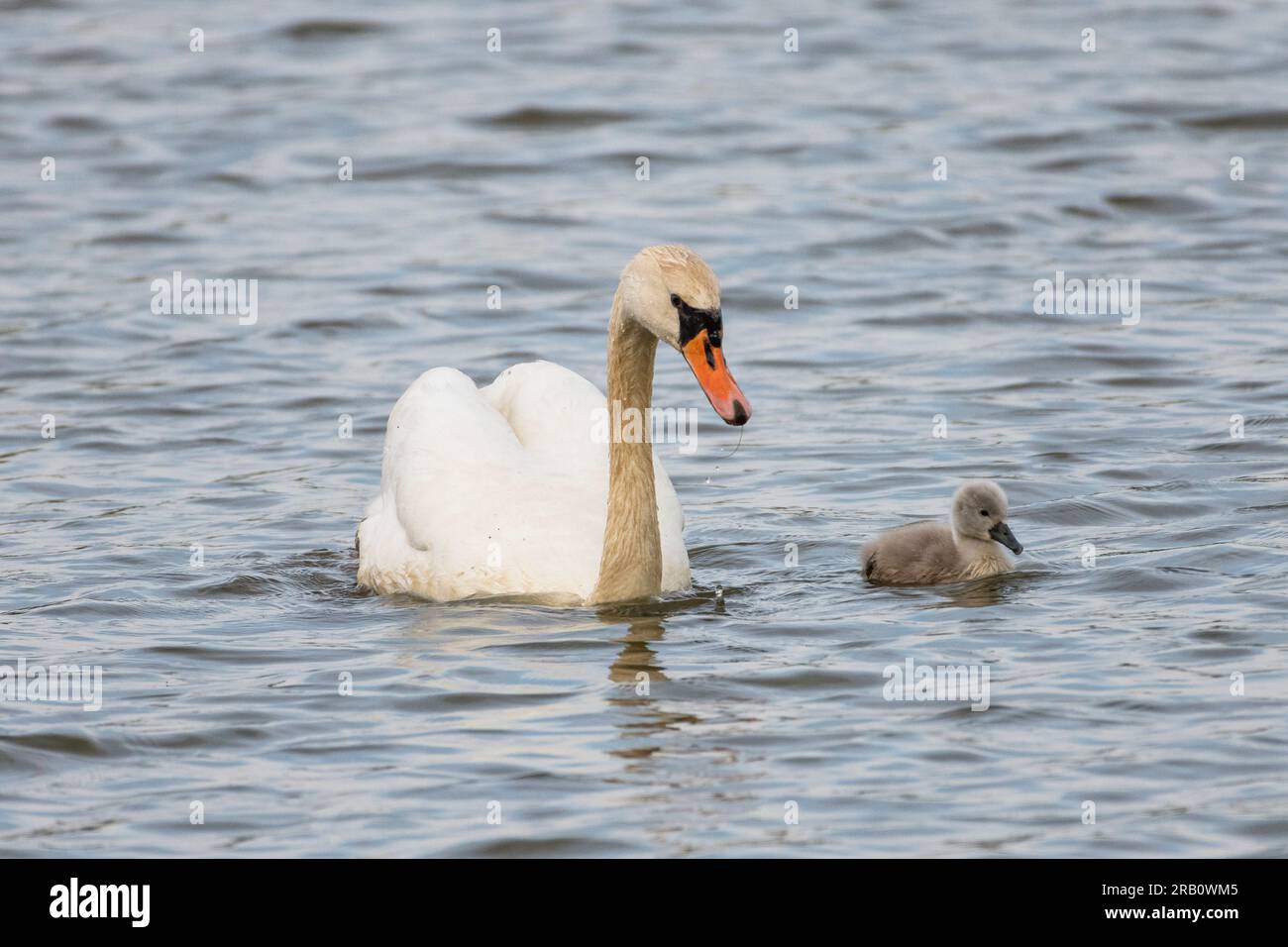 Swan family on a pond Stock Photo - Alamy