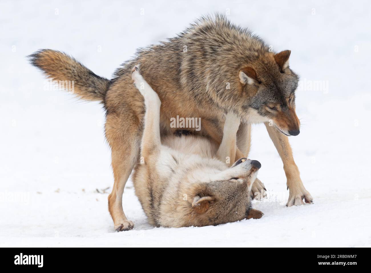 Timberwolves hi-res stock photography and images - Alamy