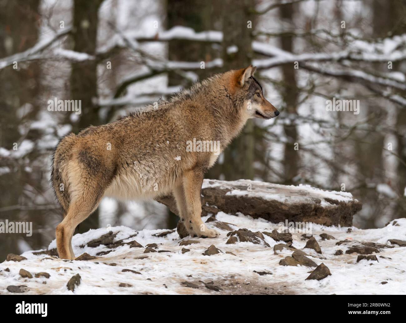 Single Timberwolf (Canis lupus lycaon) in snow, keeping watch, Germany ...