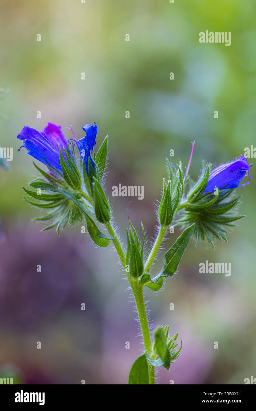 The common viper's bugloss (Echium vulgare) in flower Stock Photo