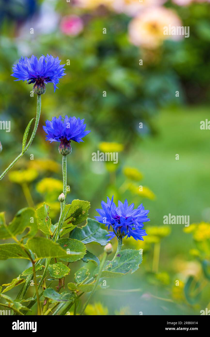 Cornflower 'Blue Diadem', Bokeh Stock Photo