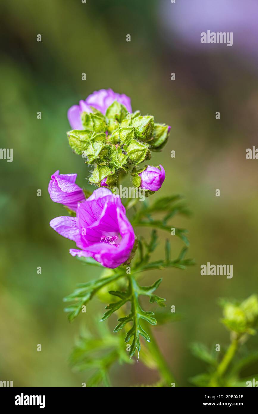 Purple flower of hollyhock (Althaea rosea) Stock Photo