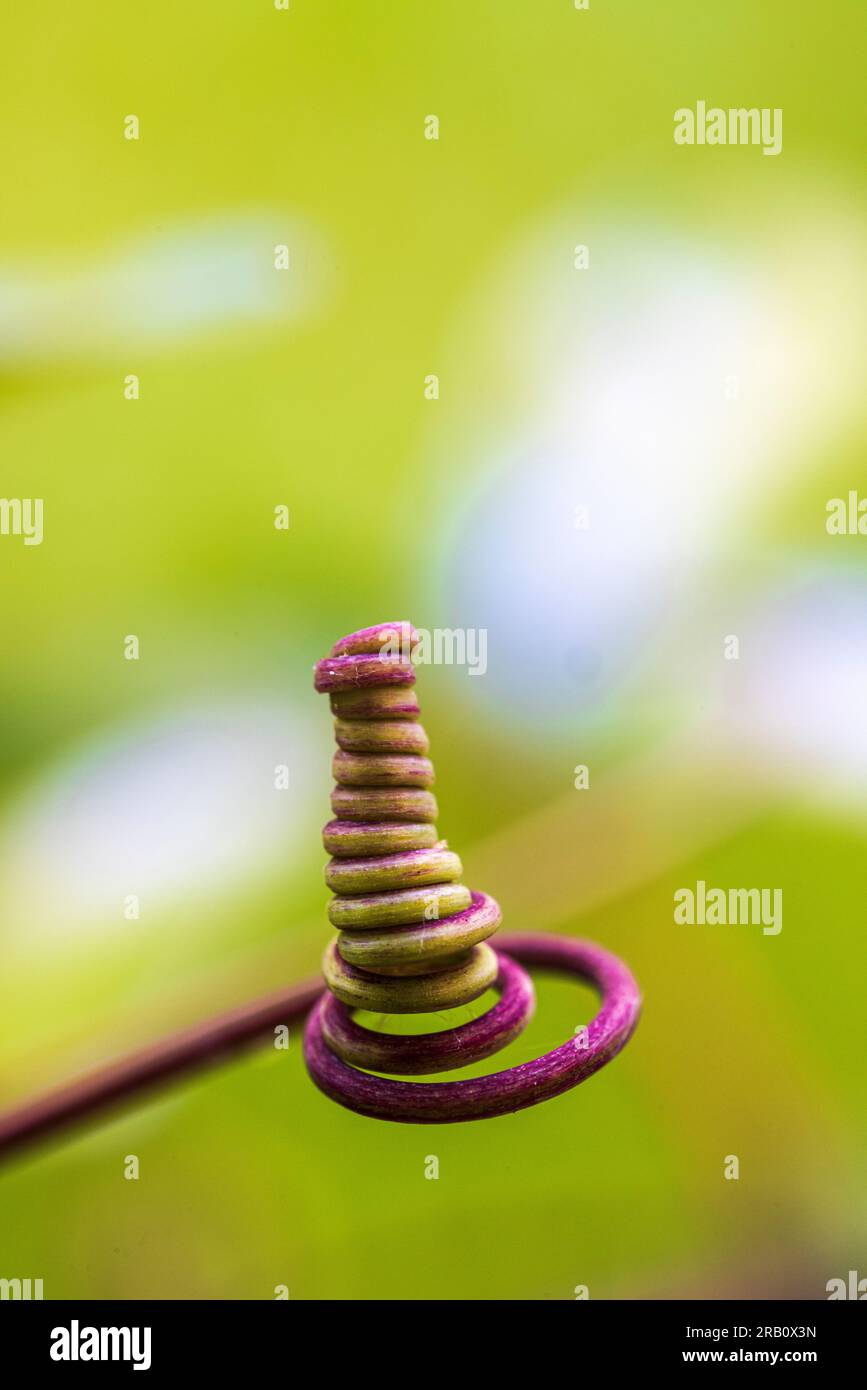 Tendril of a passion flower (Passiflora edulis), bokeh, abstract beauty in nature Stock Photo