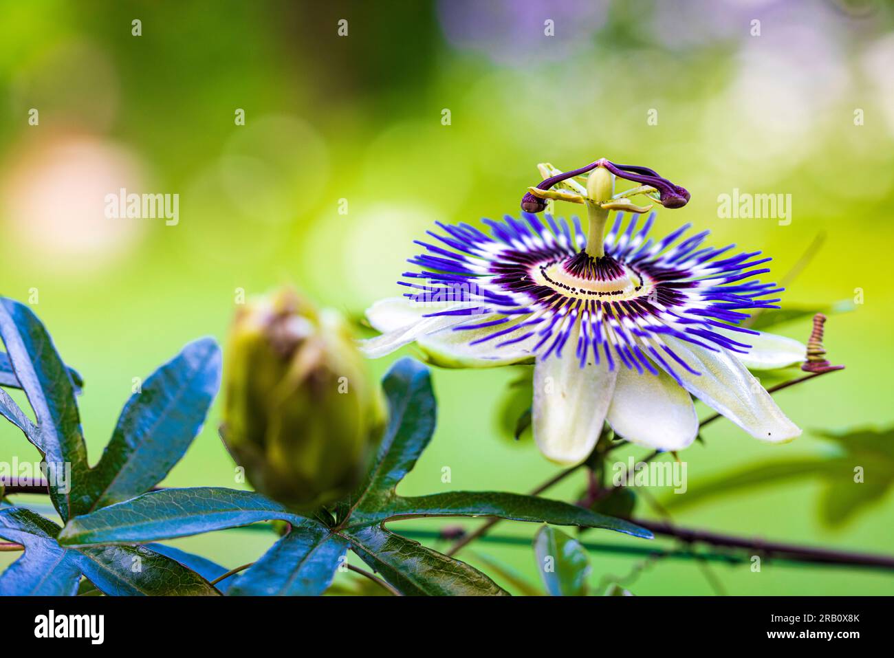 Blue passion flower, (Passiflora caerulea Stock Photo Alamy