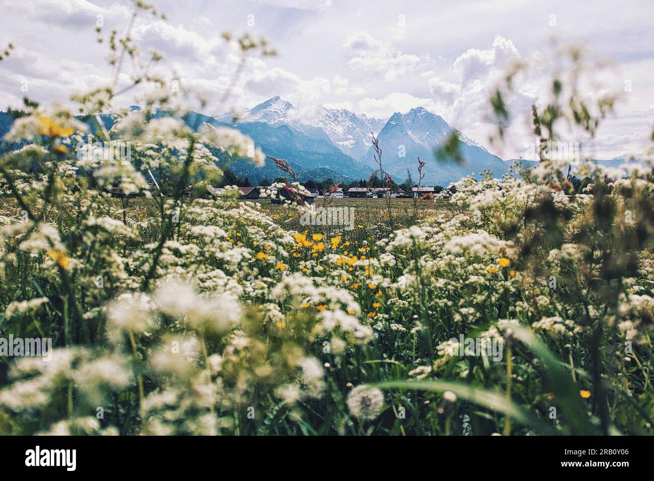 Framed by a wild flower meadow hi-res stock photography and images