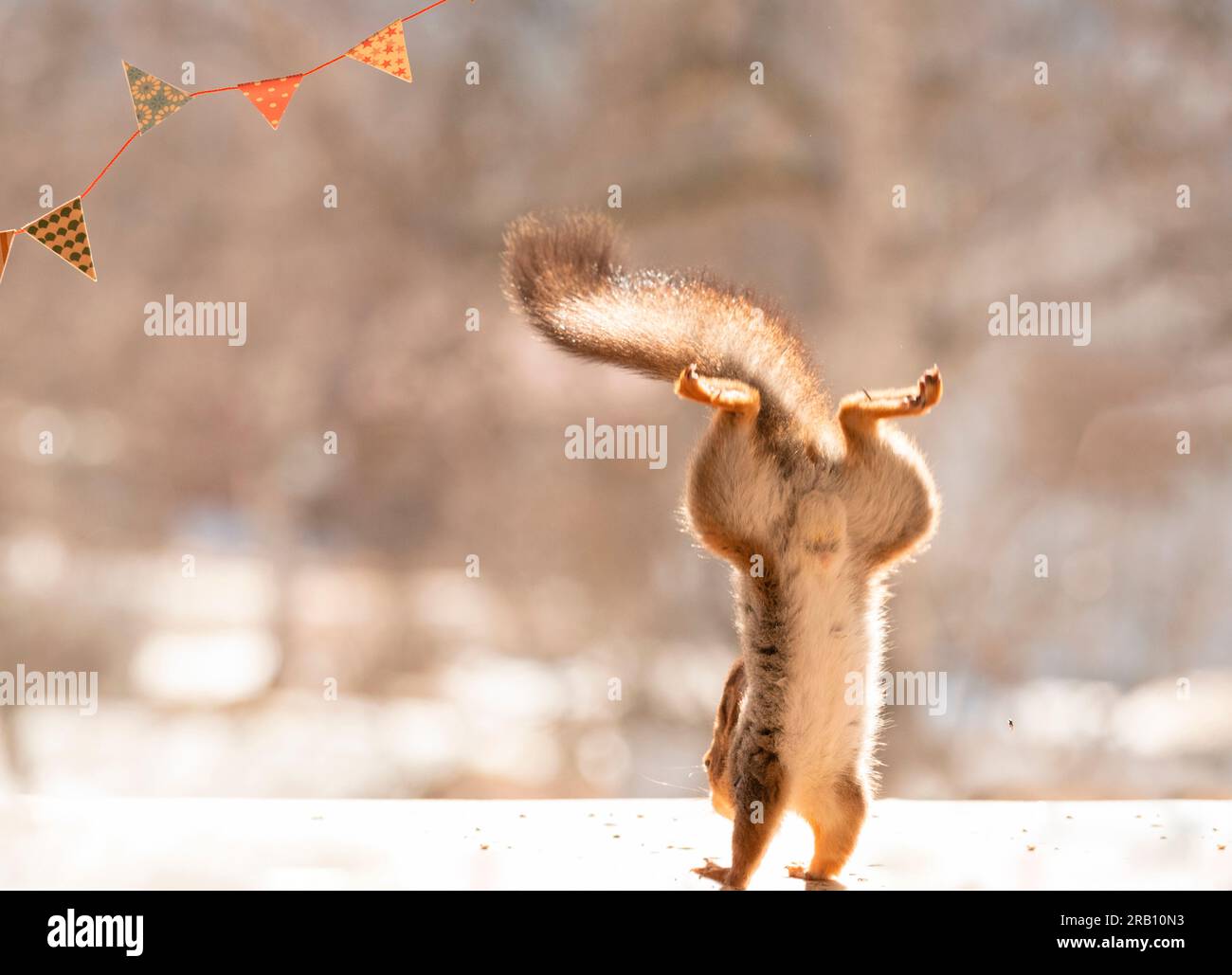 Red squirrel is landing upside down on his feet Stock Photo Alamy