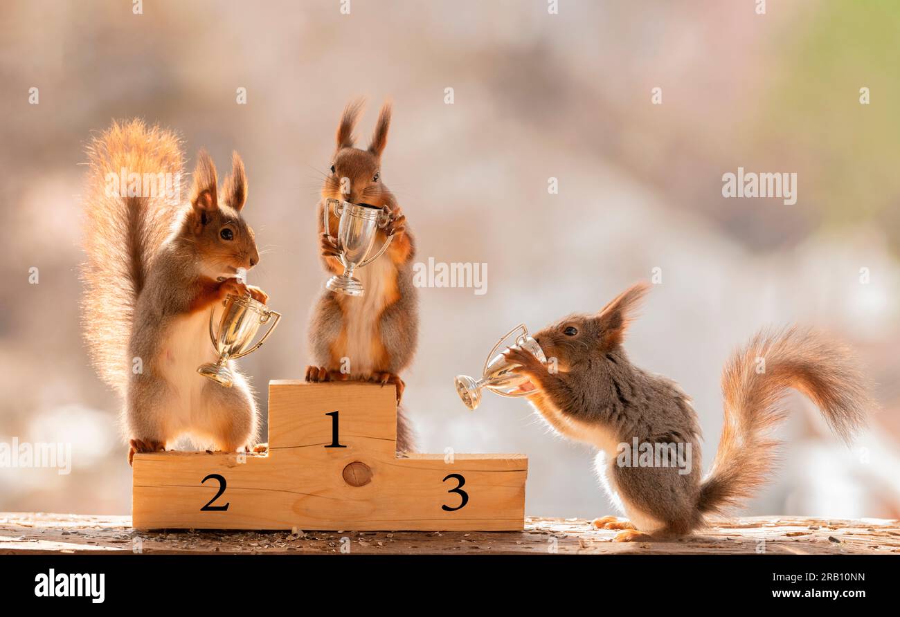 Red squirrels on a podium with goblets Stock Photo