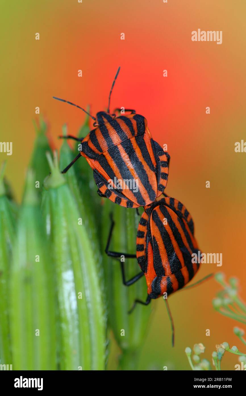 Striped bugs (Graphosoma italicum) mating on sweetthorn (Myrrhis odorata) Stock Photo