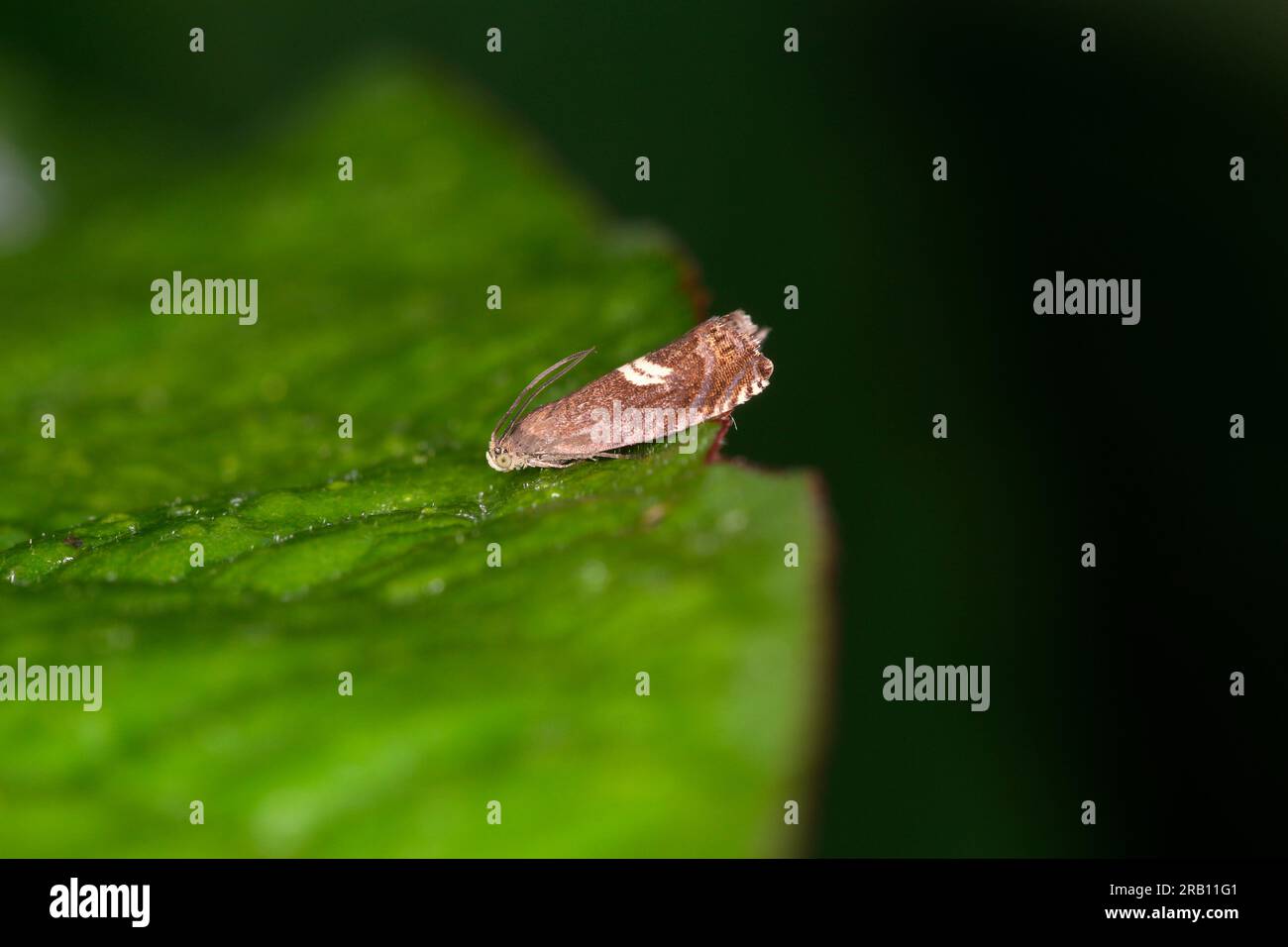 Hop moth (Grapholita discretana Stock Photo Alamy