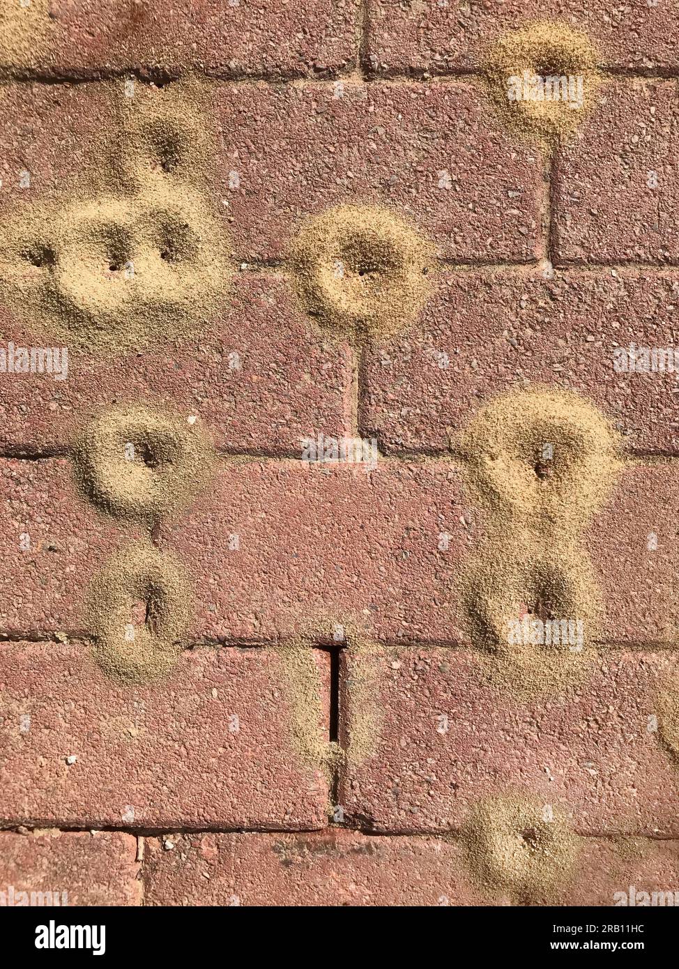 Ant hill between the joints of paving stones Stock Photo Alamy
