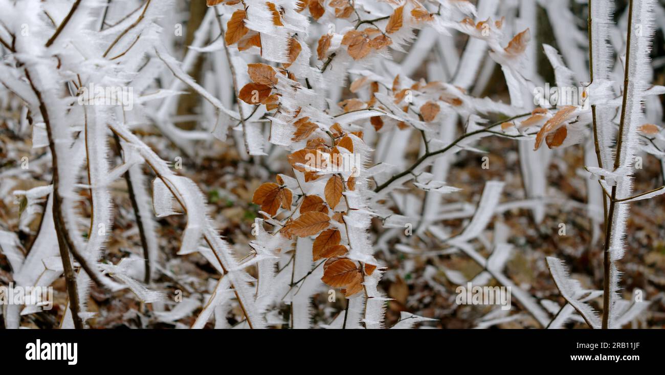 Frozen trunk hi-res stock photography and images - Alamy