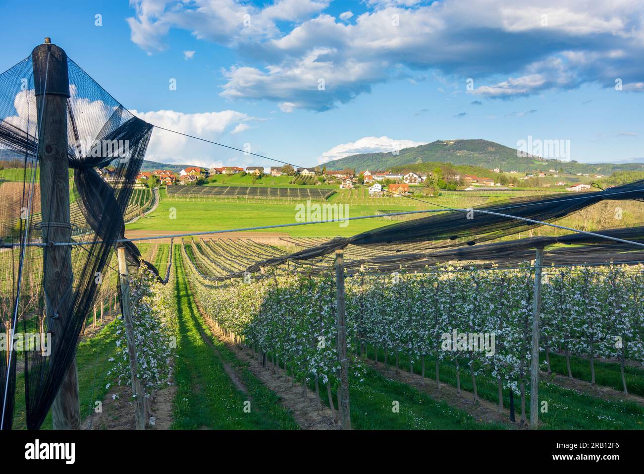Puch bei Weiz, apple plantations, Apfelland (apple country), mountain
