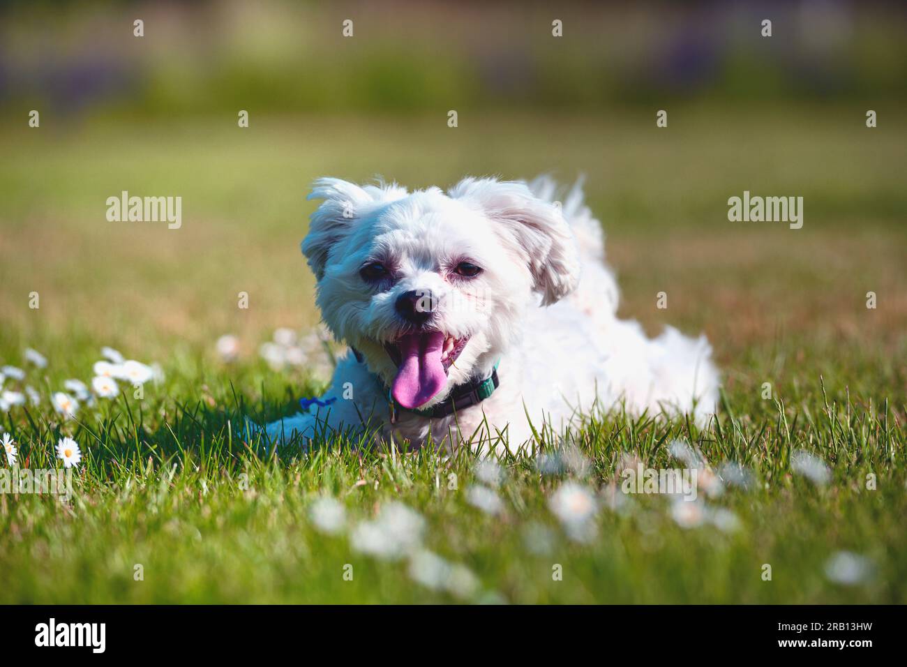 small white dog on meadow with daisies looking at camera Stock Photo