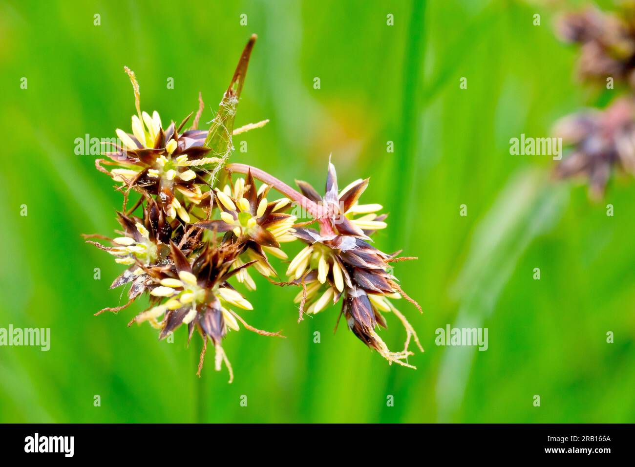 Field Wood Rush (luzula campestris), also know as Good Friday Grass, close up of the common, small, early flowering grass of parks, heath and pasture. Stock Photo