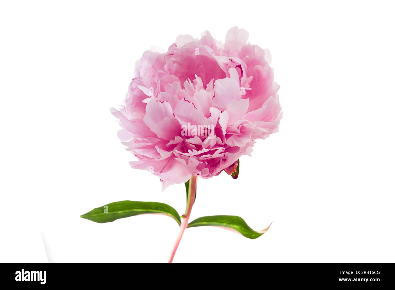 Pink peony flower isolated on white background Stock Photo - Alamy
