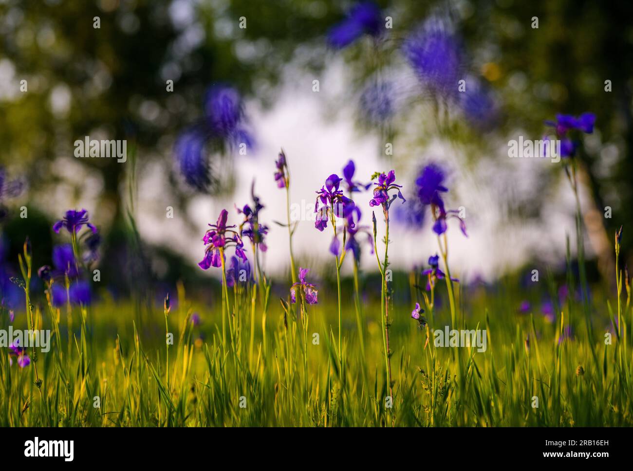 Siberian iris, meadow iris, Iris sibirica, nature reserve Riedholz and Grettstädter Wiesen near Schwebheim, Lower Franconia, Bavaria, Germany, Europe Stock Photo