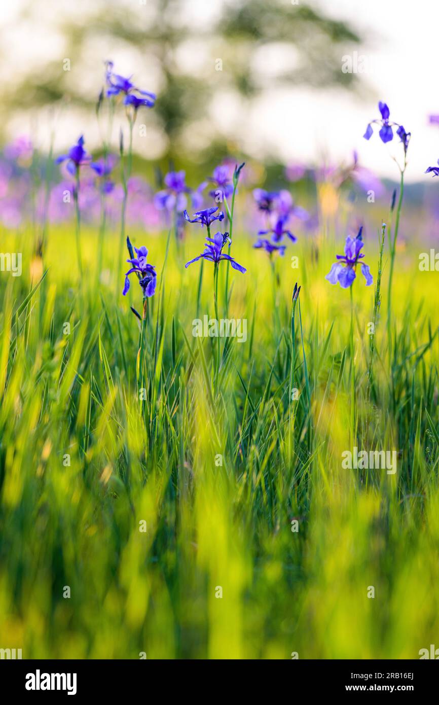 Siberian iris, meadow iris, Iris sibirica, nature reserve Riedholz and Grettstädter Wiesen near Schwebheim, Lower Franconia, Bavaria, Germany, Europe Stock Photo