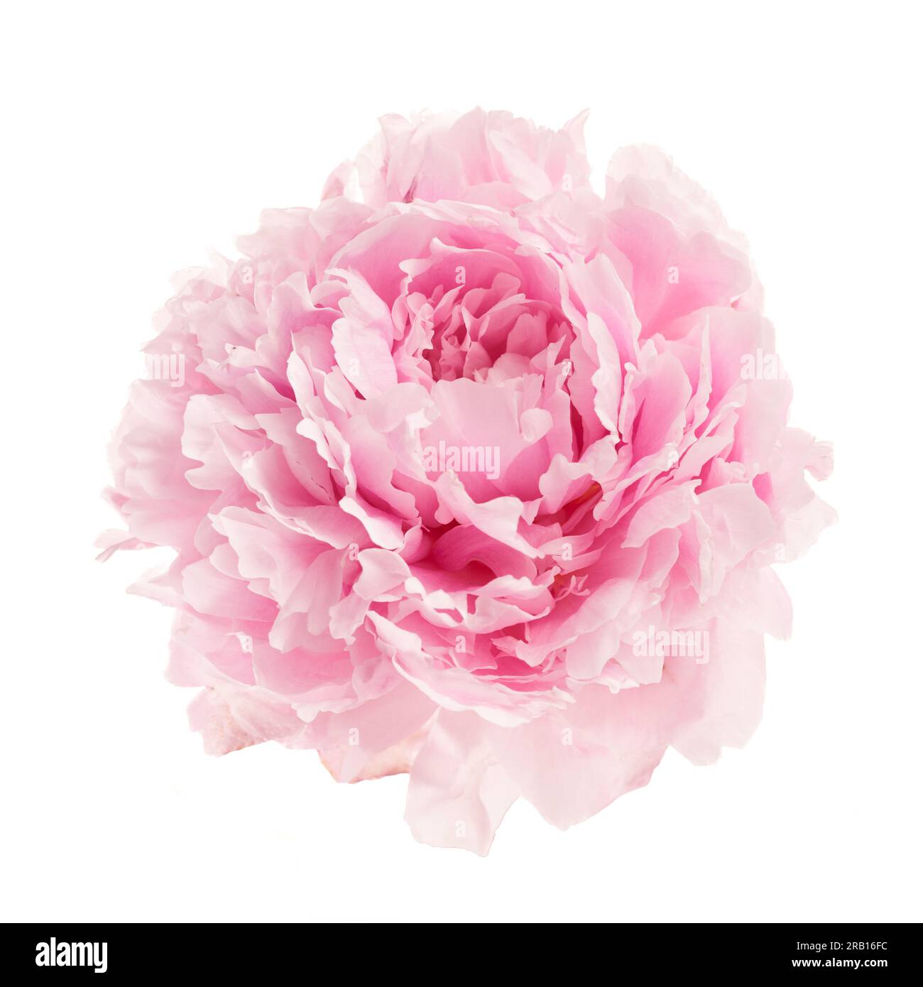 Pink peony flower isolated on white background Stock Photo - Alamy