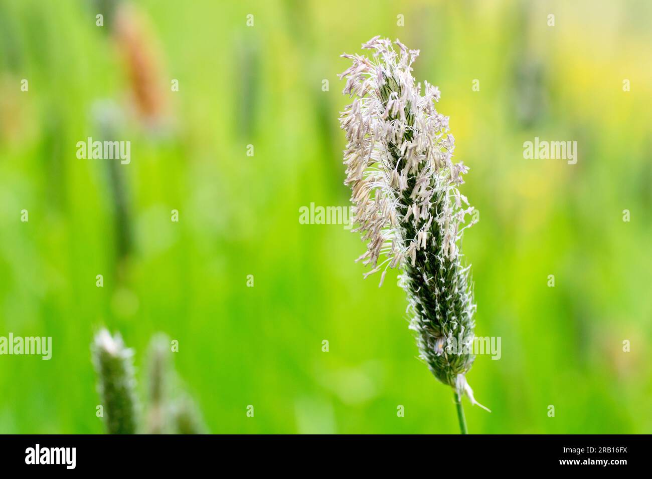 Meadow Foxtail (alopecurus pratensis), close up showing a single flowerhead of the common grass in flower in the spring, isolated. Stock Photo
