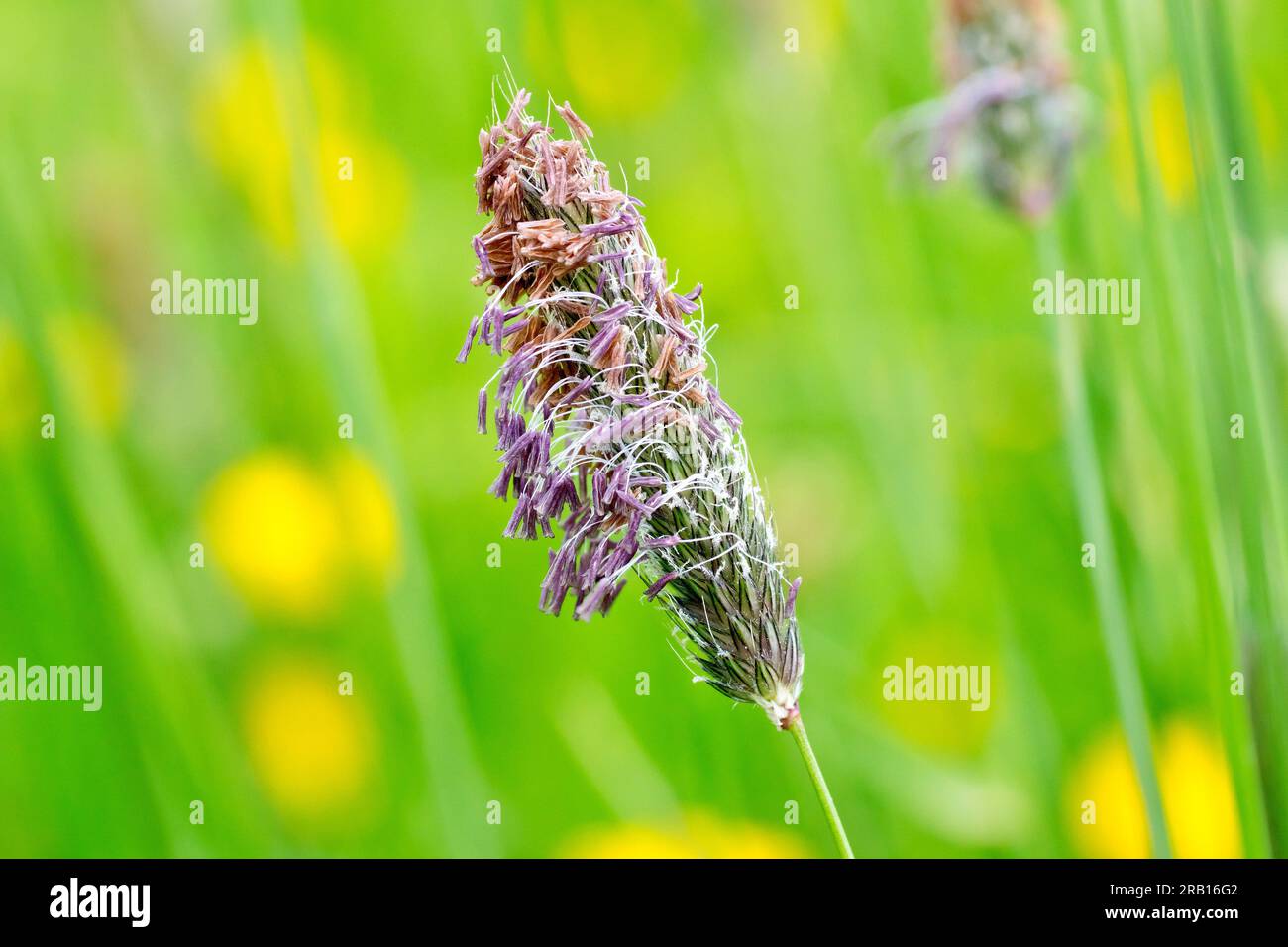 Meadow Foxtail (alopecurus pratensis), close up showing a single flowerhead of the common grass in flower in the spring, isolated. Stock Photo