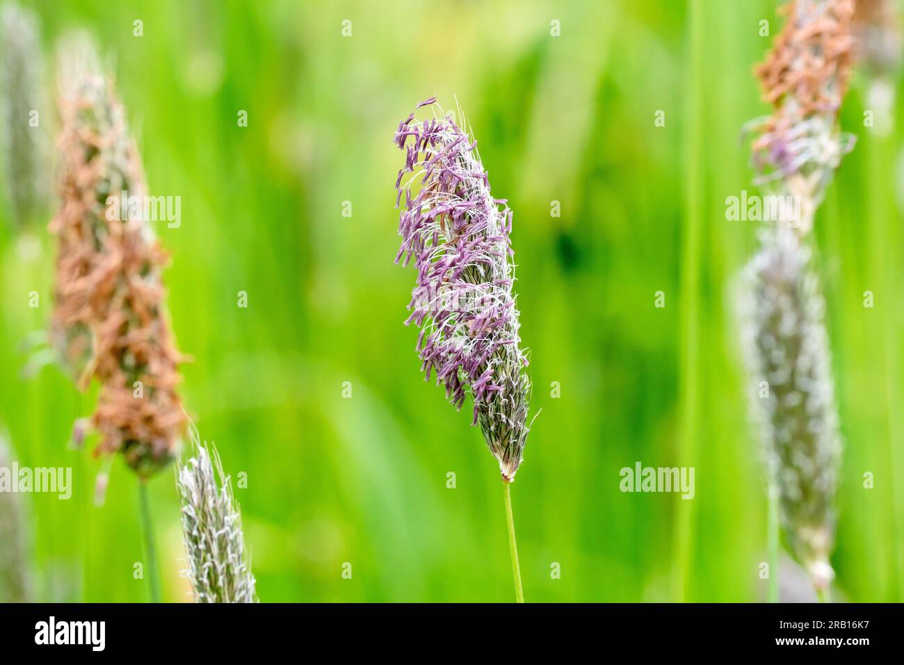 Meadow Foxtail (alopecurus pratensis), close up showing a single flowerhead of the common grass in flower in the spring, isolated. Stock Photo