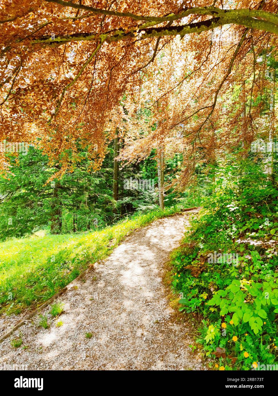 Wide spreading copper beech in the Krause garden of Mittenwald Stock