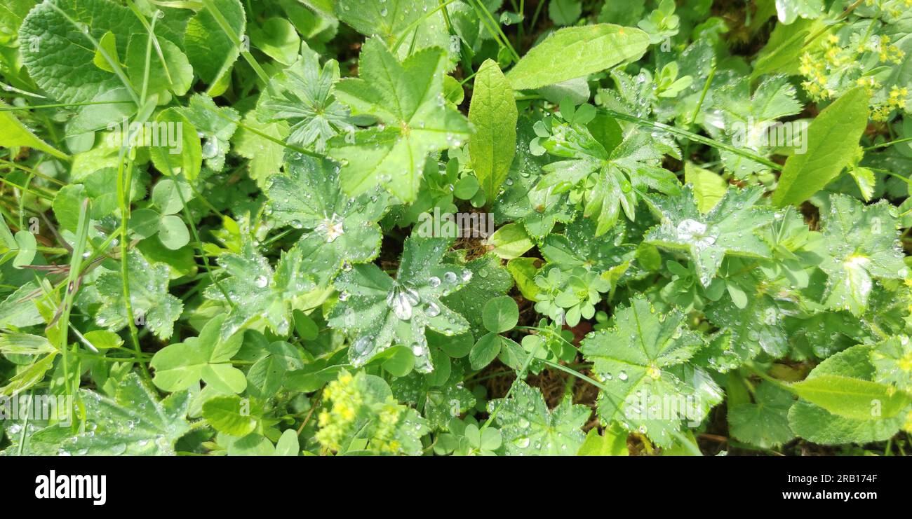 Dewdrops on the leaves of the common lady's mantle, in the Middle Ages a prop of the goldsmiths Stock Photo