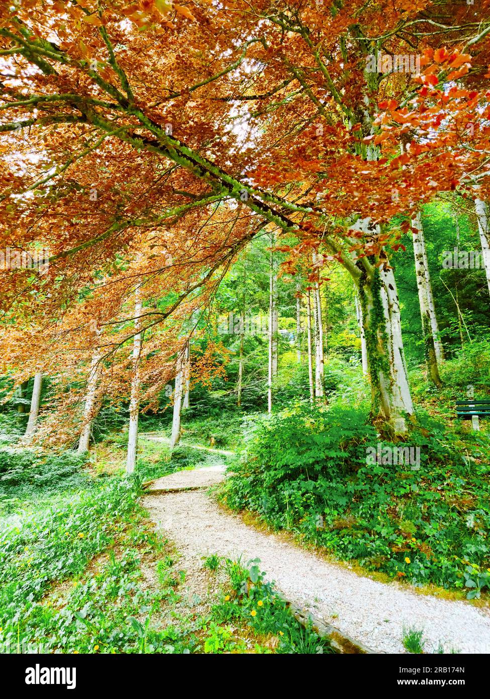 Wide spreading copper beech in the Krause garden of Mittenwald Stock