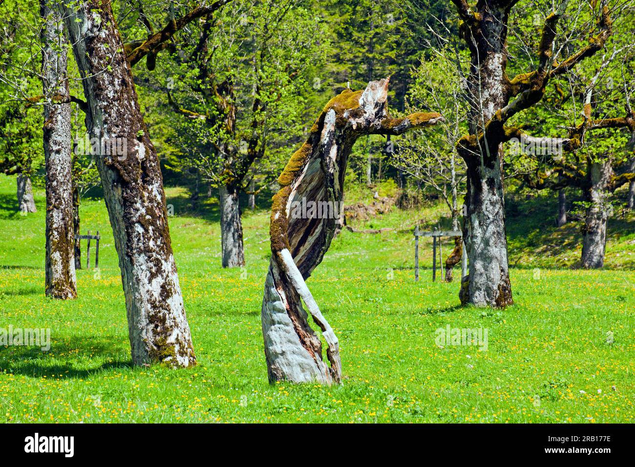 Old mossy maple tree in the karwendel hi-res stock photography and ...