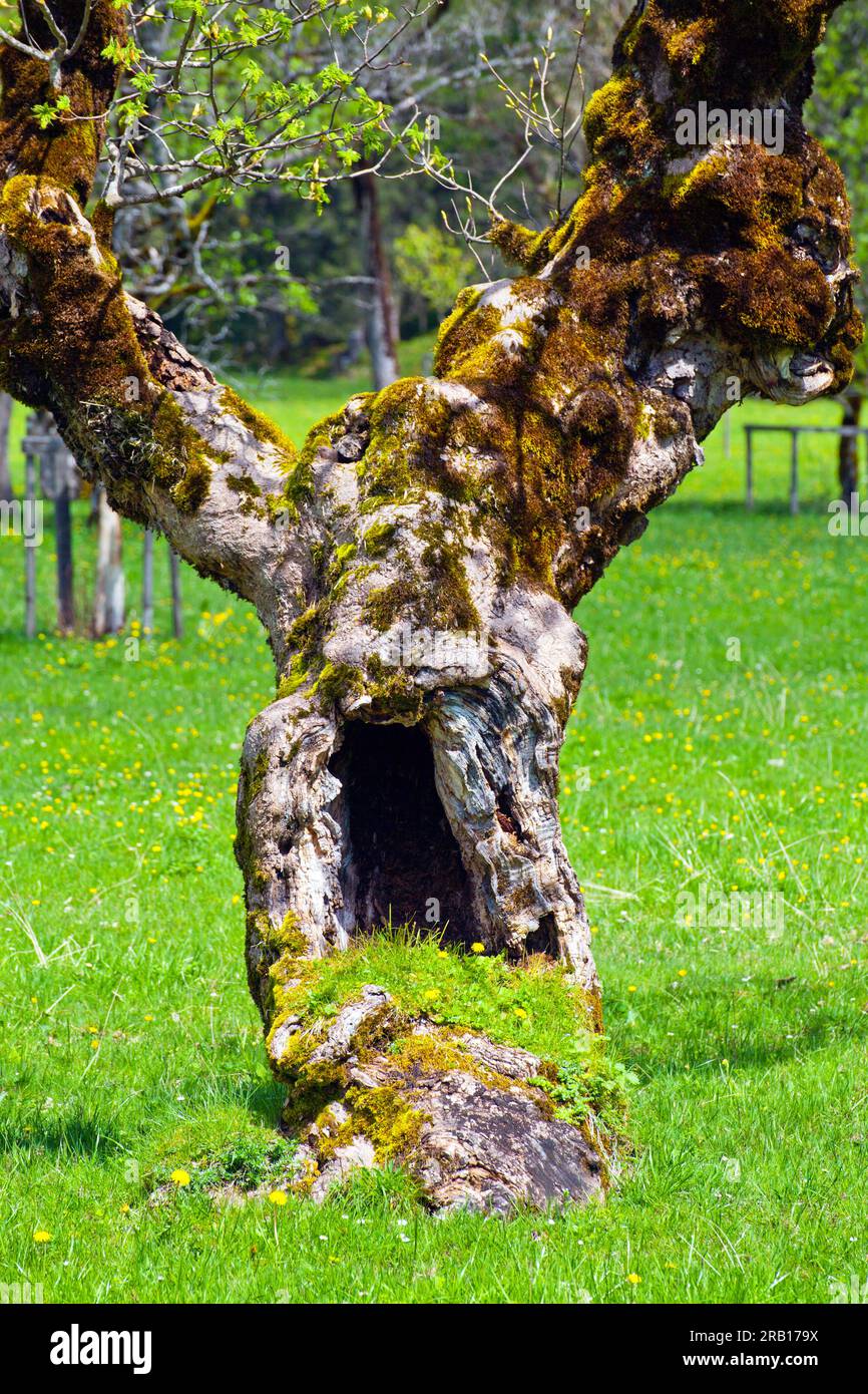 Old mossy maple tree in the karwendel hi-res stock photography and ...