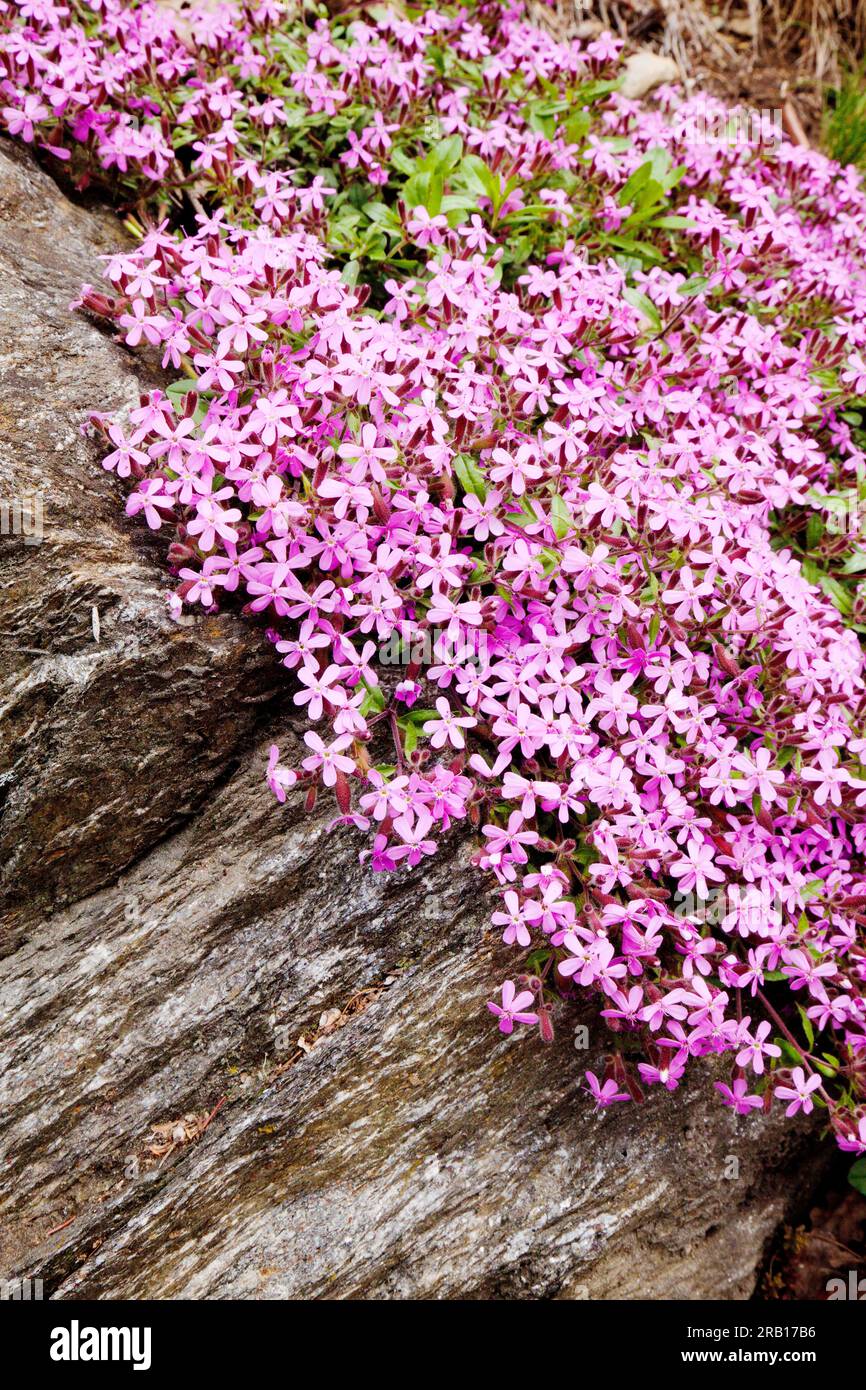 Rock soapwort, Saponaria ocymoides, Alpine flower, South Tyrol Stock Photo