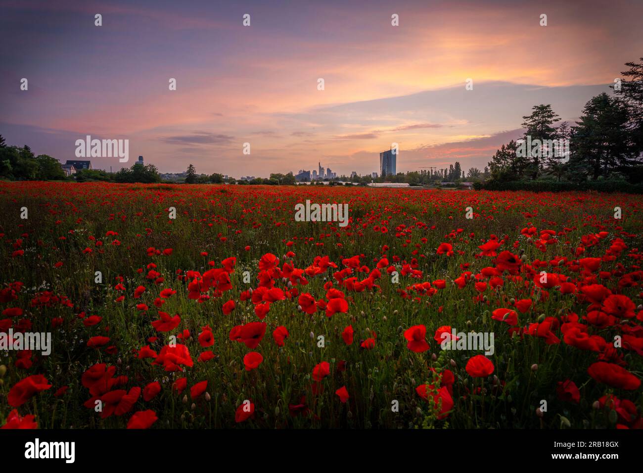 View from Oberrad district over poppy fields (Papaveraceae) to modern skyline with banks and skyscrapers, Frankfurt am Main, Hesse, Germany Stock Photo