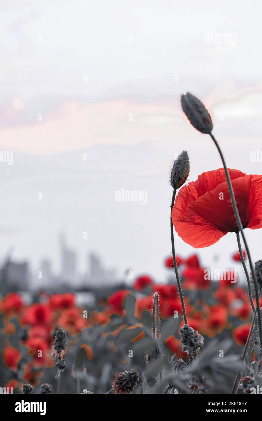 View from Oberrad district over poppy fields (Papaveraceae) to modern skyline with banks and skyscrapers, Frankfurt am Main, Hesse, Germany Stock Photo