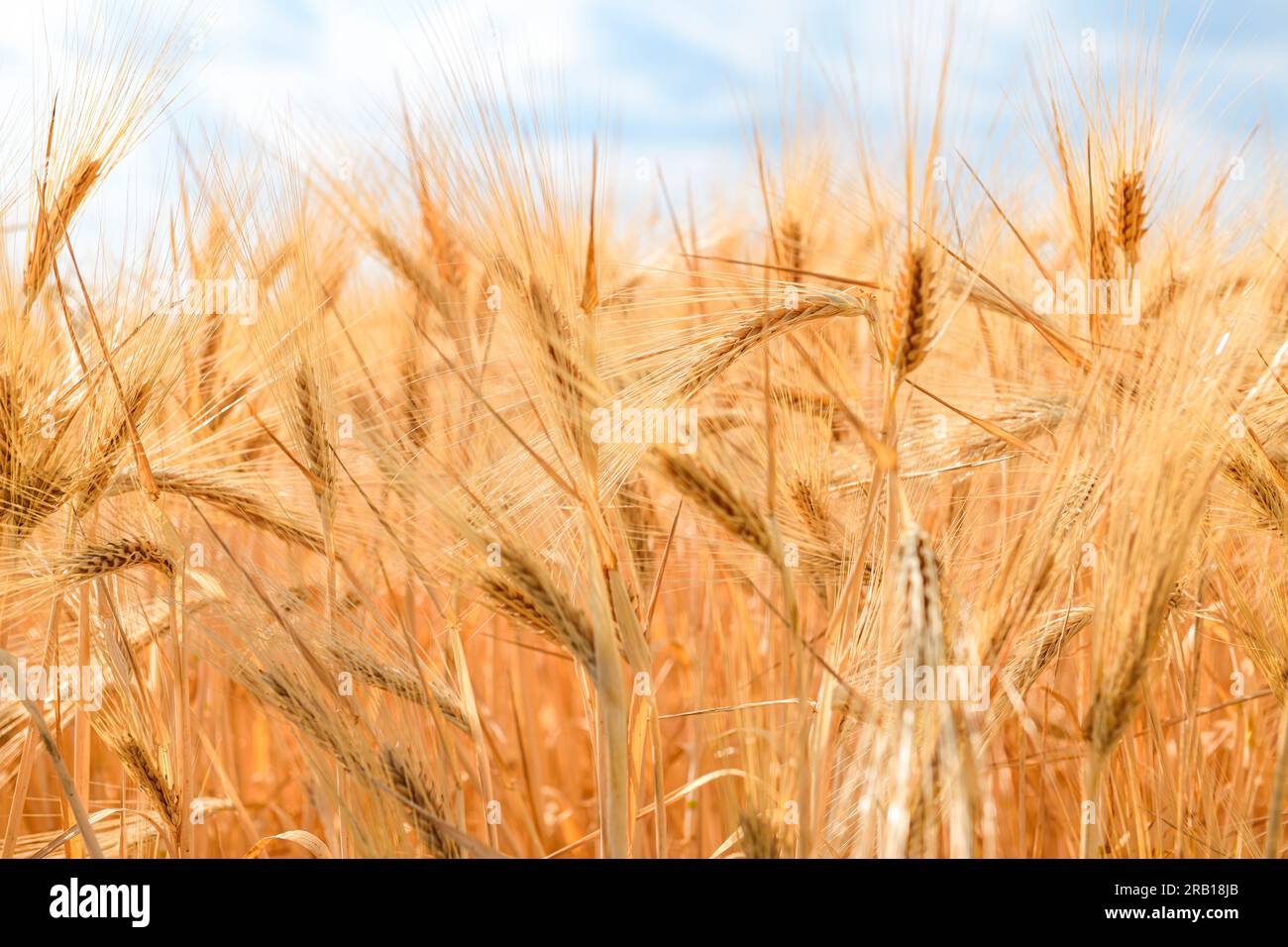 Close up of barley in barley field against blue sky Stock Photo