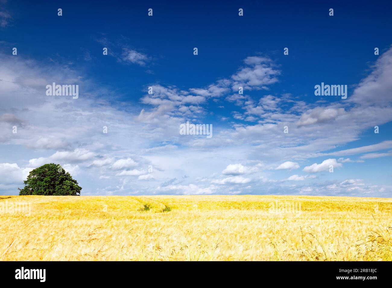View over ripe corn field reaching to horizon in summer with blue sky and tree on horizon Stock Photo