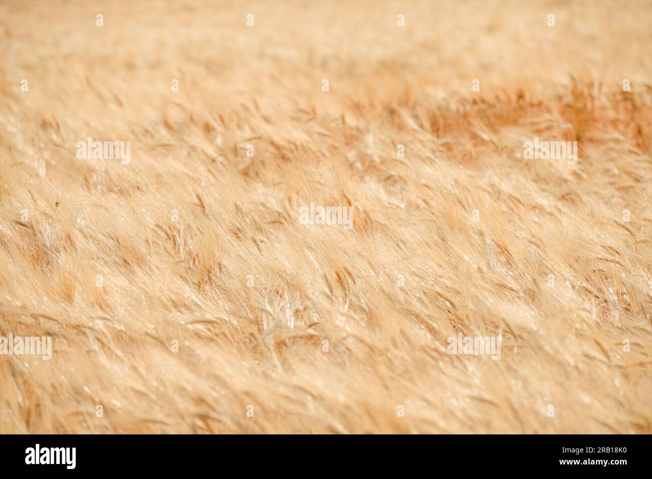 Barley field with golden awns downwind Stock Photo