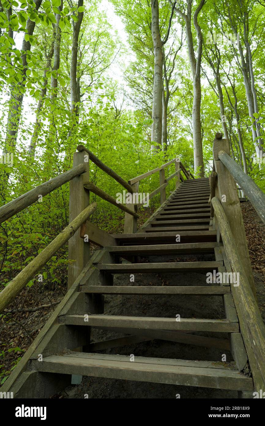 Stairs on the hiking trail in Jasmund National Park, beech forest in spring green, UNESCO World Natural Heritage Site Ancient Beech Forests, Rügen Island, Germany, Mecklenburg-Western Pomerania Stock Photo
