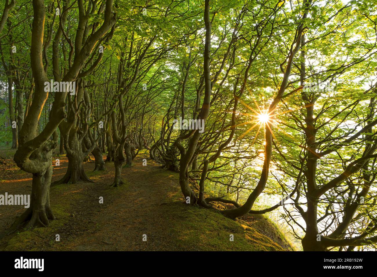 Beech trees shaped by wind in fairy tale forest, evening sun, coastal forest on Wittow peninsula in spring, Rügen island, Germany, Mecklenburg-Vorpommern Stock Photo