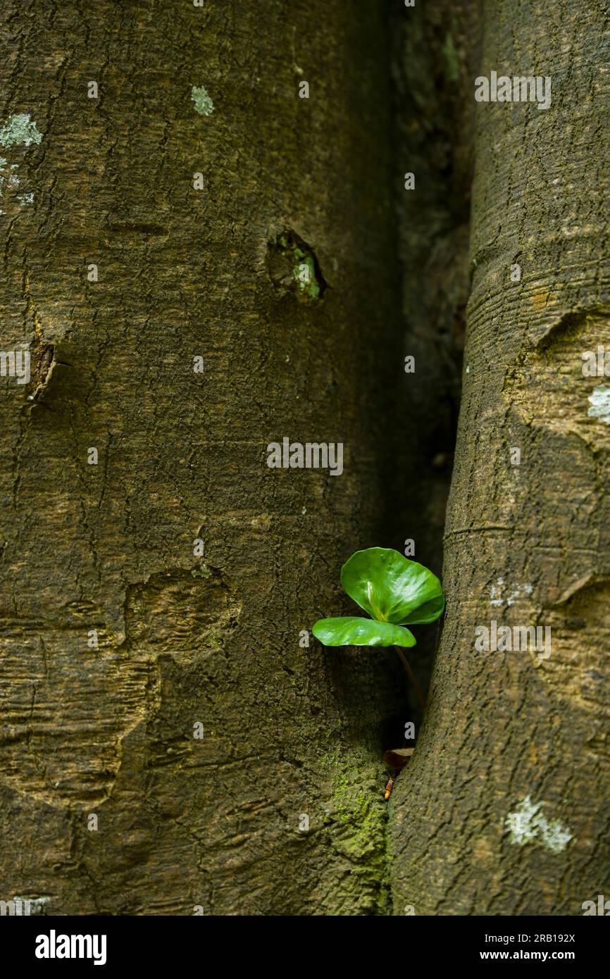 Red beech seedling with open cotyledons growing from a tree trunk, Jasmund National Park, UNESCO World Natural Heritage Site Ancient Beech Forests, Rügen Island, Germany, Mecklenburg-Vorpommern Stock Photo