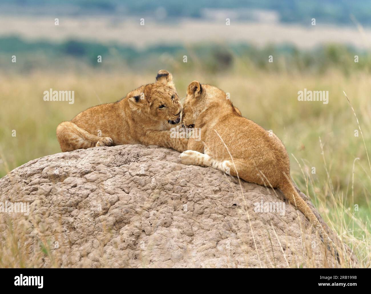 Two cubs (Panthera leo) playing on a termite mound, Maasai Mara Wildlife Sanctuary, Kenya. Stock Photo