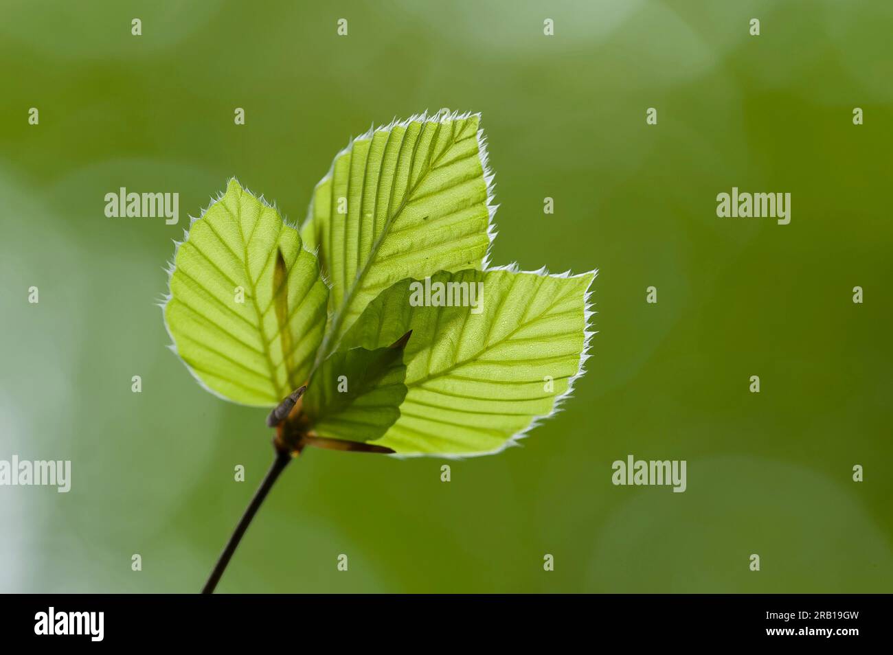 young light green leaves of copper beech in spring, nature park Pfälzerwald, biosphere reserve Pfälzerwald-Nordvogesen, Germany, Rhineland-Palatinate Stock Photo